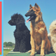 Illustration for article titled The Many Different Dog Boarding Options at SuperDog Centerem/em